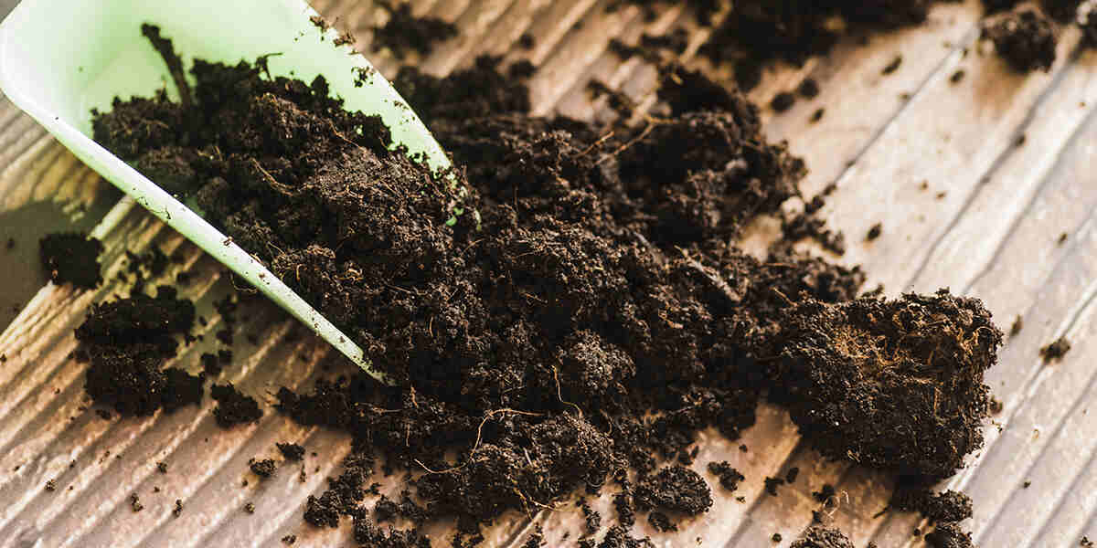 Peat Moss Can Crack the Soil