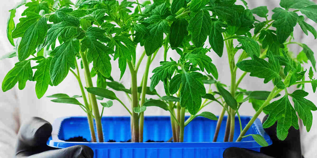 Why Is Peat Moss Bad For Plants? Drawbacks Of Peat Moss