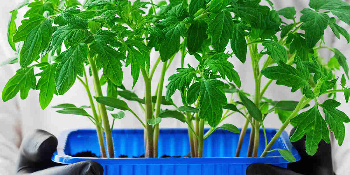 Invest in the GrowBox